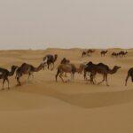 Essential Tunisia Travel Guide: Unveil the Beauty, Culture, and Adventure of North Africa